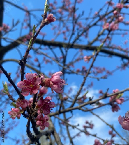 red apple blossom