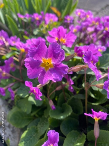 purple flowers in the garden