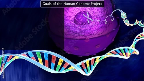 Goals of the human genome project
