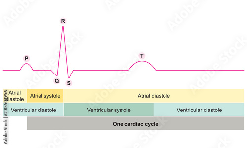 Foto Electrocardiogram ECG Waveforms with Phases of Cardiac Cycle Diagram