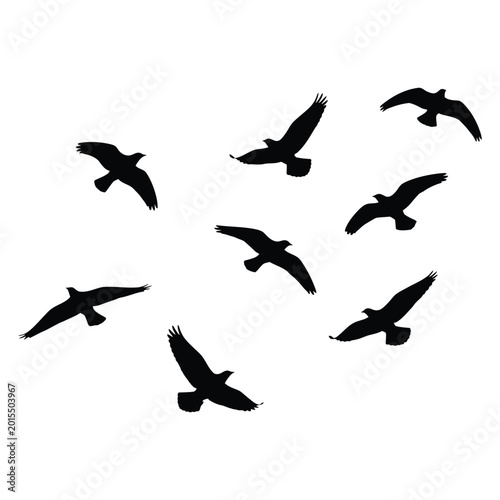 Tableau sur toile Black bird silhouettes in flight, flying birds flock vector set, soaring eagles