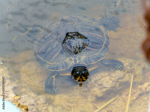 Photos Red-Eared Slider Turtle Swimming in Shallow Water Over Rocks
