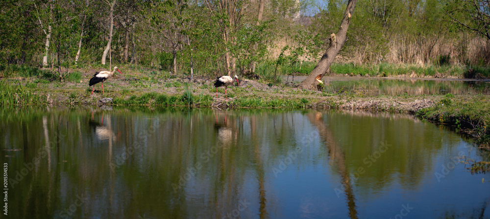 Fototapeta premium A panoramic landscape with migratory birds. Storks on the move, searching for food. A picturesque spring paradise. 