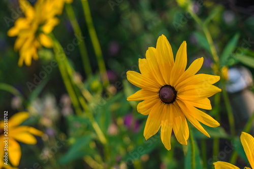 Fotografie Vibrant yellow rudbeckia flower blooming in a summer garden close up, black eyed susan