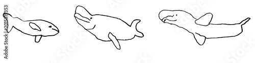 Photography Beluga dolphins children's drawing