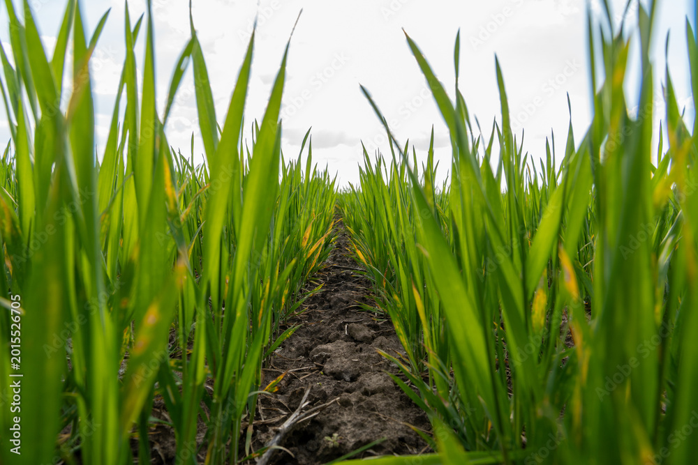 Obraz premium Rice plants grow tall in a field with dirt paths showing in between the rows on a cloudy day