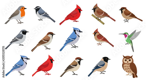 Various Birds Collection: Robin, Blue Jay, Cardinal, Sparrow, Hummingbird, Owl