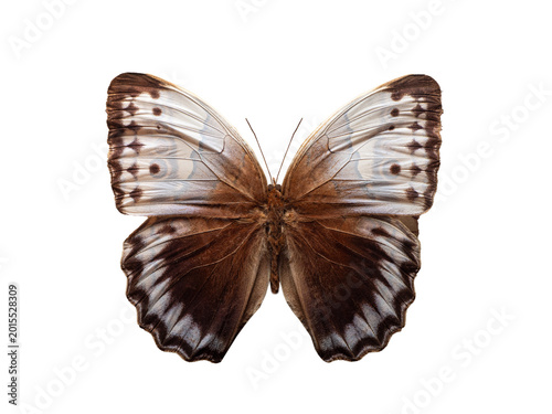 Foto Majestic Jungle Queen butterfly Stichophthalma camadeva isolated on white background