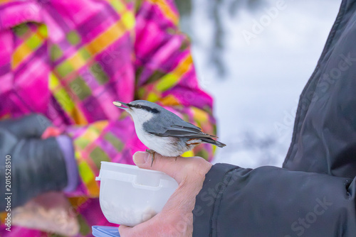 Schilderij op canvas A nuthatch in Helsinki, Finland