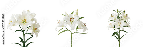 Slika na platnu White Lily Flower with Long Stem PNG - Elegant Botanical Bloom for Funeral Sympa