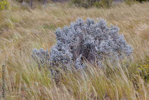 Tableau sur toile Vegetation in Madura, Australia Near Murra-el-Elevyn Cave