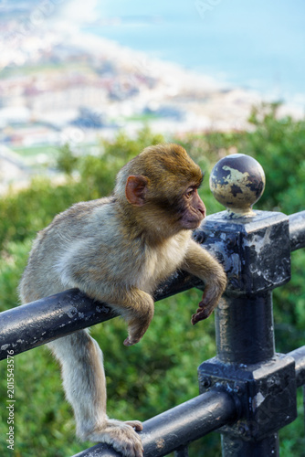 Tableau sur toile Gibraltar - April 17, 2026: A young Barbary macaque holding on to a rail
