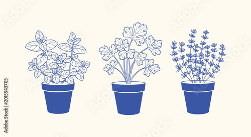 Fotografia Set of Three Potted Kitchen Herbs Blue Line Art Illustration with Mint Parsley a