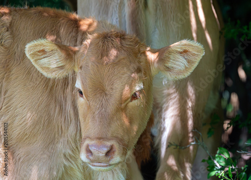 Portrait of a Calf