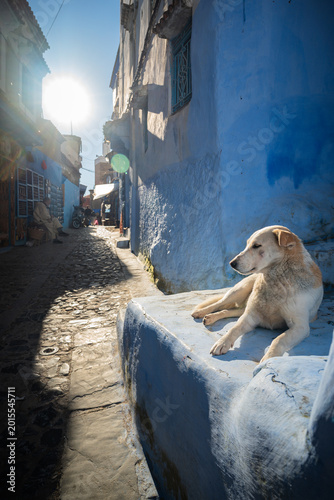 Strassenhund in Chefchaouen, Chefchaouen