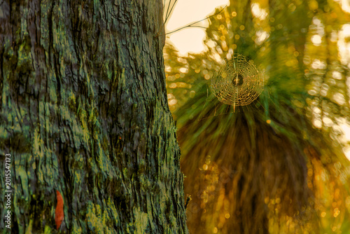 Closeup of a Spider Web on a Tree in Mundaring State Forest