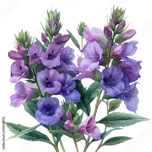Konstfotografi Obedient Plant Flower, watercolor with intricate brush textures and gentle highlights, isolated on a white background
