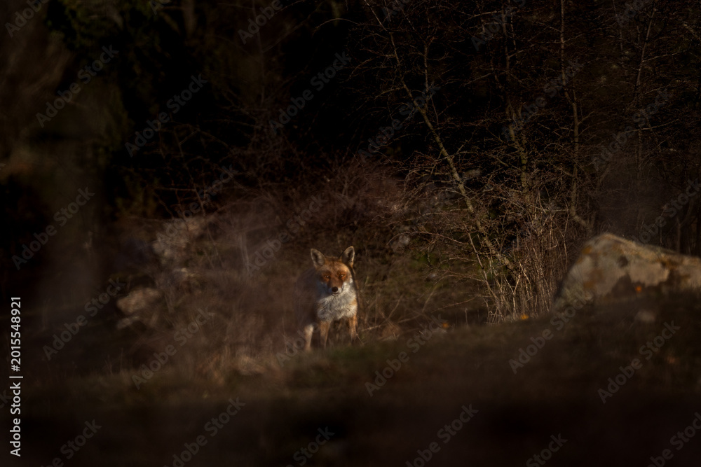 Fototapeta premium A red fox hiding in the bushes. A fox is looking eye to eye in its nature habitat. 