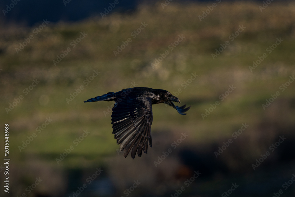 Obraz premium A common raven perches on a branch. A raven is flying in its natural habitat. Nature in the Rhodope Mountains in Bulgaria.