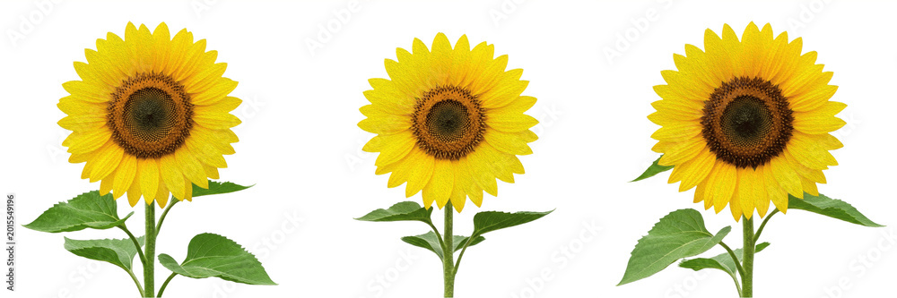 Obraz premium Single Vibrant Sunflower Head Facing Forward Isolated on White Background - Radiant Golden Botanical Bloom for Summer Branding, Floral Decor, and Professional Graphic Design Assets