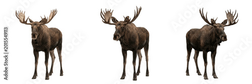 Moose Elk Wildlife PNG Pack - Majestic Forest Mammal, Antlers Deer Wilderness Animal, Canadian Wildlife Outdoors Fauna Cutout Elements