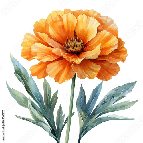 watercolor of Marigold Flower illustration, isolated on a white background.