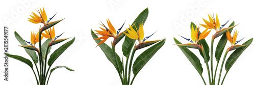 Photos Exotic Bird of Paradise Strelitzia Flowers Isolated on White Background - Vibran