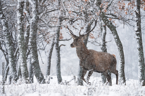 A male red deer in a strong snowstorm. A red deer in the Rhodope Mountains in Bulgaria during the winter. European wildlife in winter.