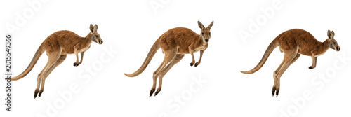 Photos Kangaroo Wildlife PNG Silhouette Set - Australian Outback Animal, Exotic Marsupi