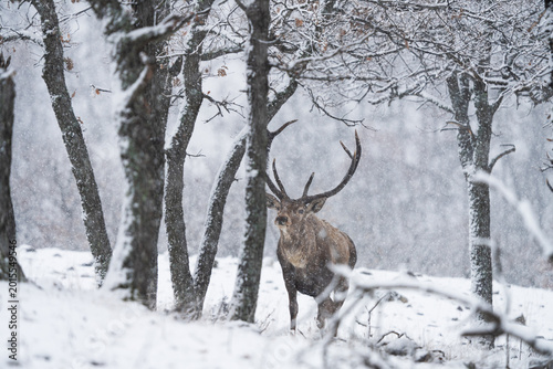 A male red deer in a strong snowstorm. A red deer in the Rhodope Mountains in Bulgaria during the winter. European wildlife in winter.