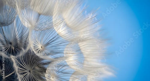 Delicate dandelion seed heads, illuminated against a clear blue sky, embody the fragility of nature and the potential for renewal, symbolizing resilience and natural cycles.