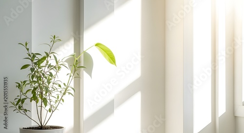 A vibrant houseplant basks in the soft glow of sunlight streaming through sheer curtains, illustrating the harmonious blend of indoor nature and minimalist design aesthetics.