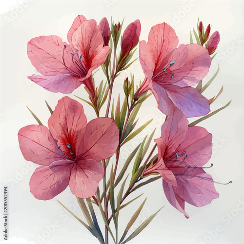 Gaura Flower, refined watercolor illustration with luminous tones and soft layered brushwork, isolated on a white background.