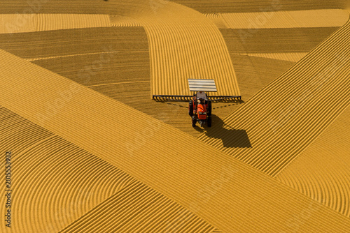 Fotografie Cooked wheat spread across large outdoor surfaces during traditional bulgur production in Southeastern Türkiye, forming striking geometric patterns under natural sunlight