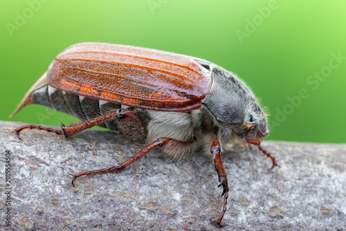 Quadro su tela Common Cockchafer on Bark
