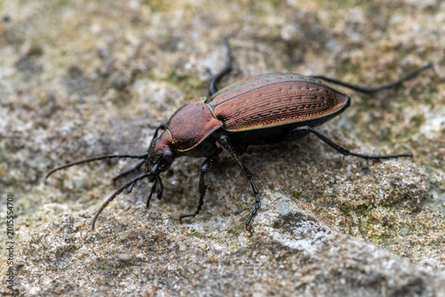 Close-up of a Carabus arvensis Beetle on a Rock