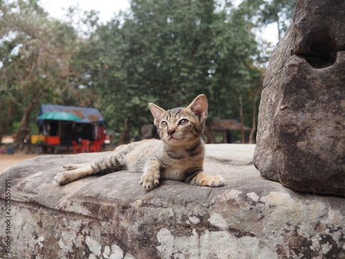 Canvas Print cat on a rock