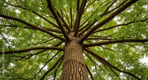 Majestic tree canopy a stunning display of nature's beauty with lush green leaves and sturdy branches