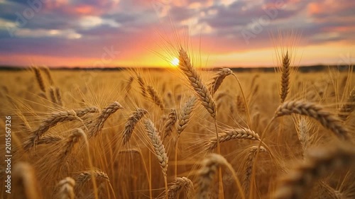 Golden Wheat Field at Sunset