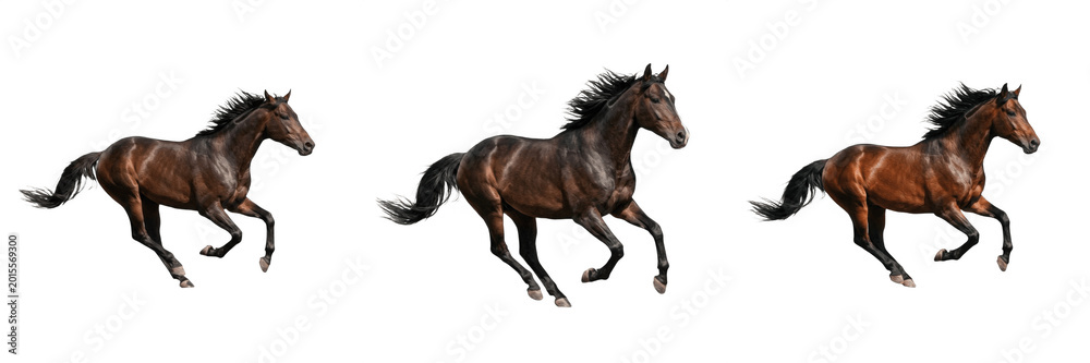 Obraz premium Realistic Brown Horse Running Gallop Transparent PNG Majestic Stallion Animal For Equestrian Nature Design