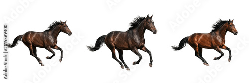 Canvastavla Realistic Brown Horse Running Gallop Transparent PNG Majestic Stallion Animal Fo