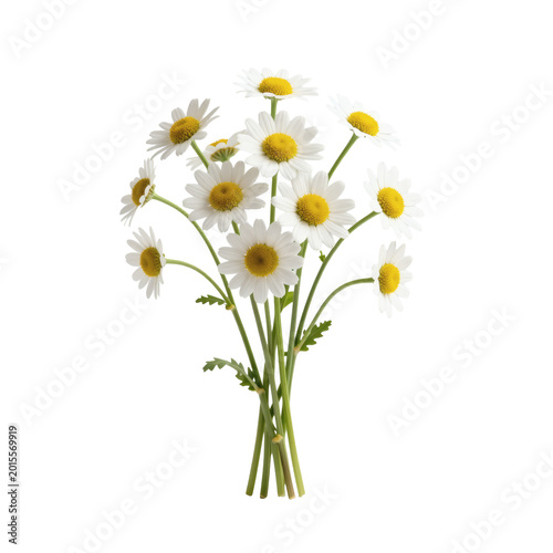 Bunch of fresh daisies arranged against a clean white background with natural lighting