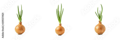 Quadro su tela Fresh Green Spring Onion Scallion with Bulb Transparent PNG Cutout for Healthy S