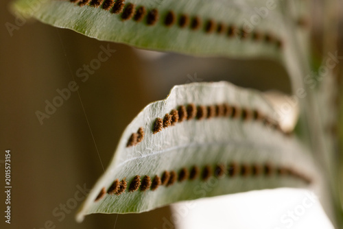 Photography Fern Spore Pattern Macro Closeup