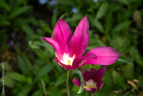 pink and white flower