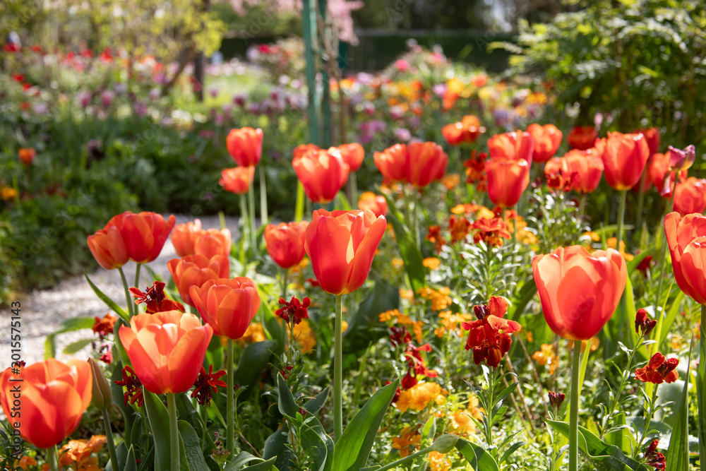 Obraz premium red tulips in the garden