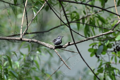 Black & White Warbler