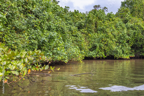Lush Tropical Foliage Overhanging Calm Waters, A Serene View of Nature's Abundance and Tranquility in a Verdant Landscape. Bentota River Safari in Sri Lanka, Asia.