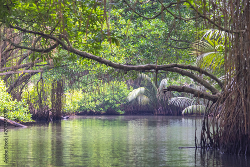 Verdant Tropical Waterscape: Serene River Flowing Through Lush Mangrove Forest with Overhanging Branches and Rich Green Foliage. Bentota River Safari in Sri Lanka, Asia.