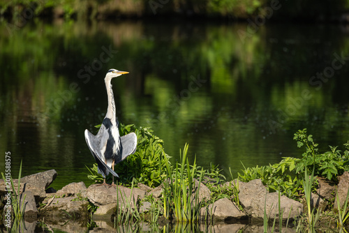 Obraz na płótnie Grey heron spreading wings by lake, wildlife bird in natural habitat with reflec